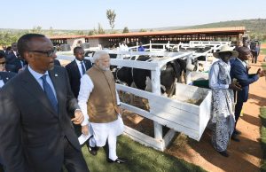 The Prime Minister, Shri Narendra Modi donates 200 cows under Girinka (one cow per poor family programme), at Rweru Model village, in Rwanda on July 24, 2018. The President of Rwanda, Mr. Paul Kagame is also seen.