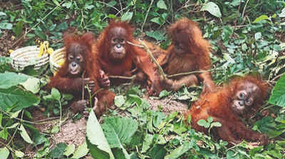 Odisha govt forms 5-member technical committee for proper care rescued orangutans