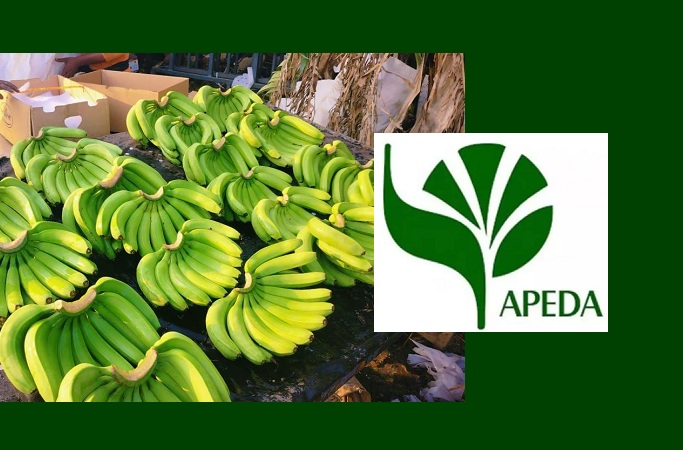 APEDA facilitates export of Bananas from India to Moscow, Russia via Sea