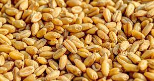 Centre revises Wheat stock limit for Traders/ Wholesalers, Retailers, Big Chain Retailers and Processors