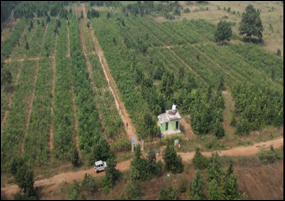 Empowering Nature, Nurturing Growth: Coal Sector Transforming Landscapes Through Sustainable Greening Initiatives for the Benefit of Coal Communities