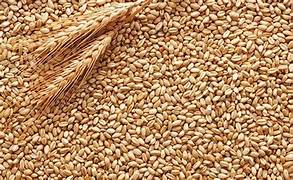 Govt orders mandatory declaration of stock position of wheat