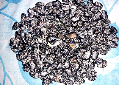Bagha Jhata (known as Chita Jhata in the local language) is exclusively cultivated in Boipariguda Block, Koraput