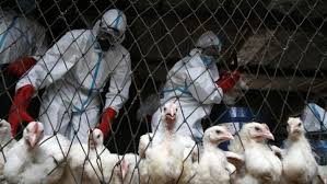 Bird Flu Outbreak: Health Dept Intensifies Surveillance, Continues Culling Ops