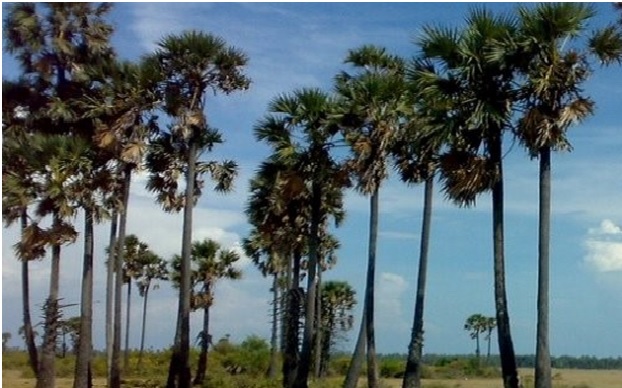 Odisha government plans to plant at least 20 lakh palm trees to reduce the damage caused by lightning strikes