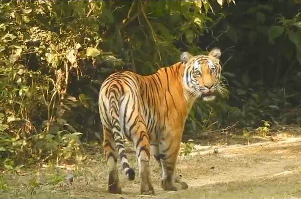 Scheme to Feature Key Components: Project Tiger, Project Elephant, and Wildlife Habitat Development