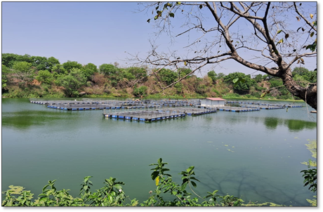 Coal Pits for Prosperity – CCL Fish Farming for Community Empowerment