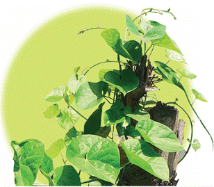 New Studies Reveal Promising Role of Giloy in Immunity & Clinical Research