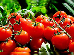 Government approves implementation of transportation component of Market Intervention Scheme for Tomato through NCCF