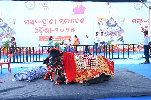 Rajastani male buffalo ‘Bhim’has witnessed a special attraction at state-level Fish and Animal Husbandry Convention