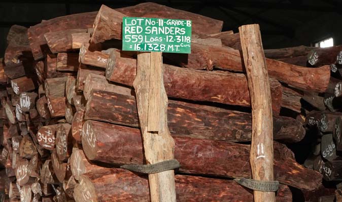 Odisha government has scheduled the fourth phase of its international e-auction for premium red sandalwood
