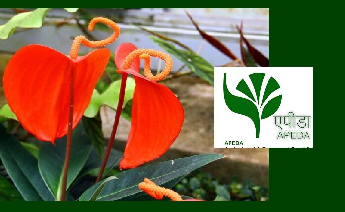 First-ever export of Anthurium Flowers from Mizoram to Singapore, a fillip to India’s Floriculture Potential
