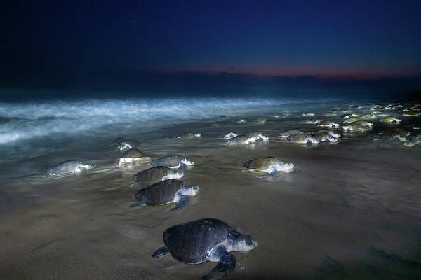 Saving the Last Shells: New Hope for Endangered Turtles:Planned interventions can give a chance to survive