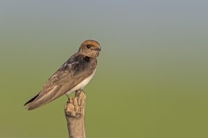 Barn Swallow _D4S1565