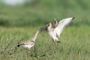 Black-tailed Godwit D41_6132